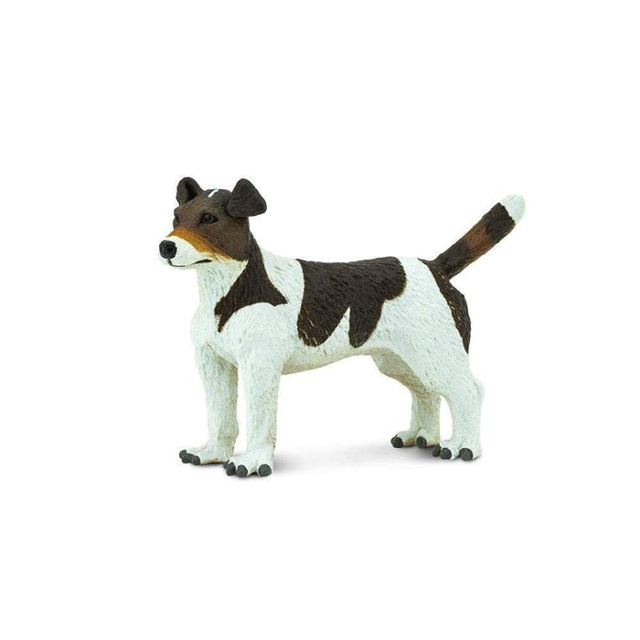 Jack Russell Terrieri