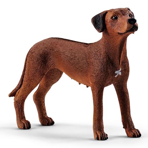 rhodesialainen ridgeback